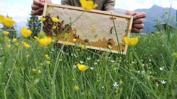 A person is holding a bee hive frame with bees in a blooming meadow. In the background, mountains and a clear sky are visible.