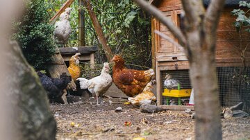 A hen garden with various chickens and a small chicken house. The surroundings are green and rural.