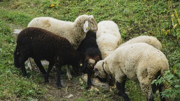 A group of sheep stands in a green field. Some sheep are white, while one is black.